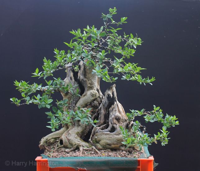 privet bonsai
